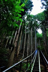 森を行く