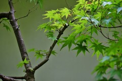 青紅葉
