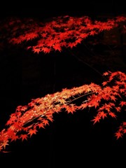 紅葉