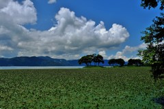夏雲