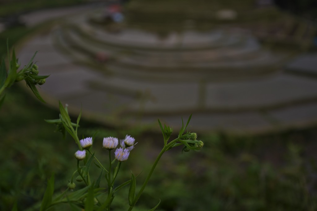 野花