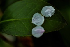 花びら