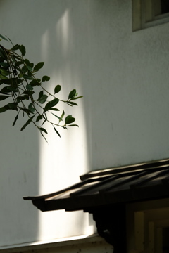 木洩れ日
