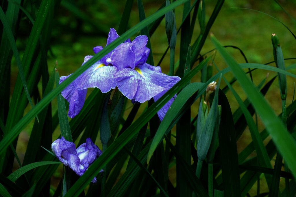 隠れ花