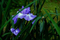 隠れ花