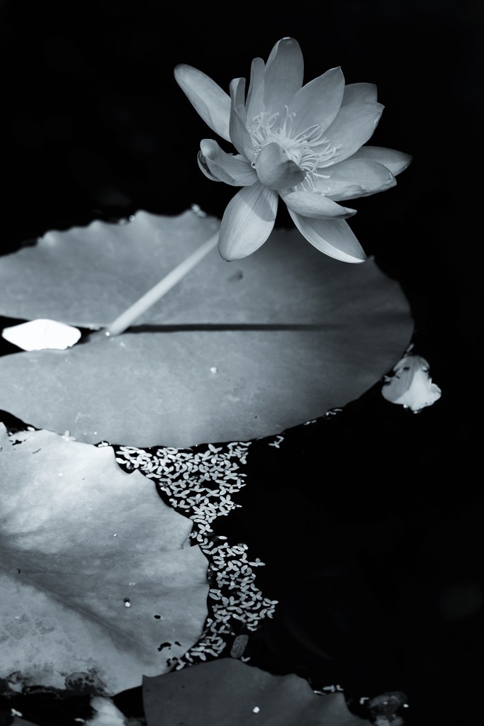 水蓮