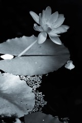 水蓮