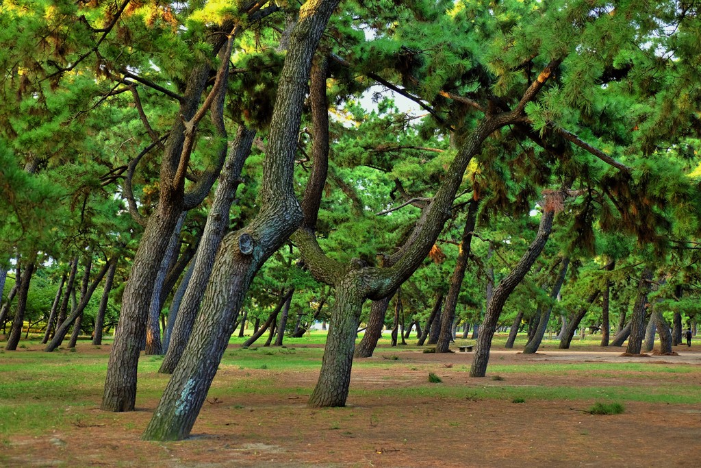 浜寺