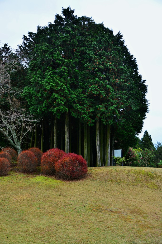 庭の樹