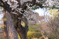 幹の穴