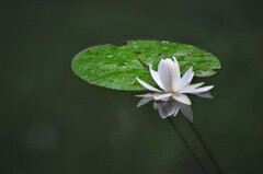 水辺