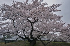 地を這う桜枝