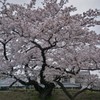 地を這う桜枝