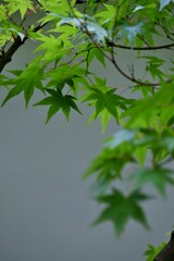 深みどり
