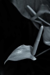 気