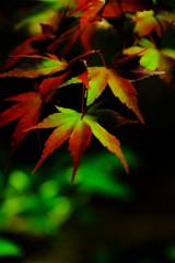 魅惑
