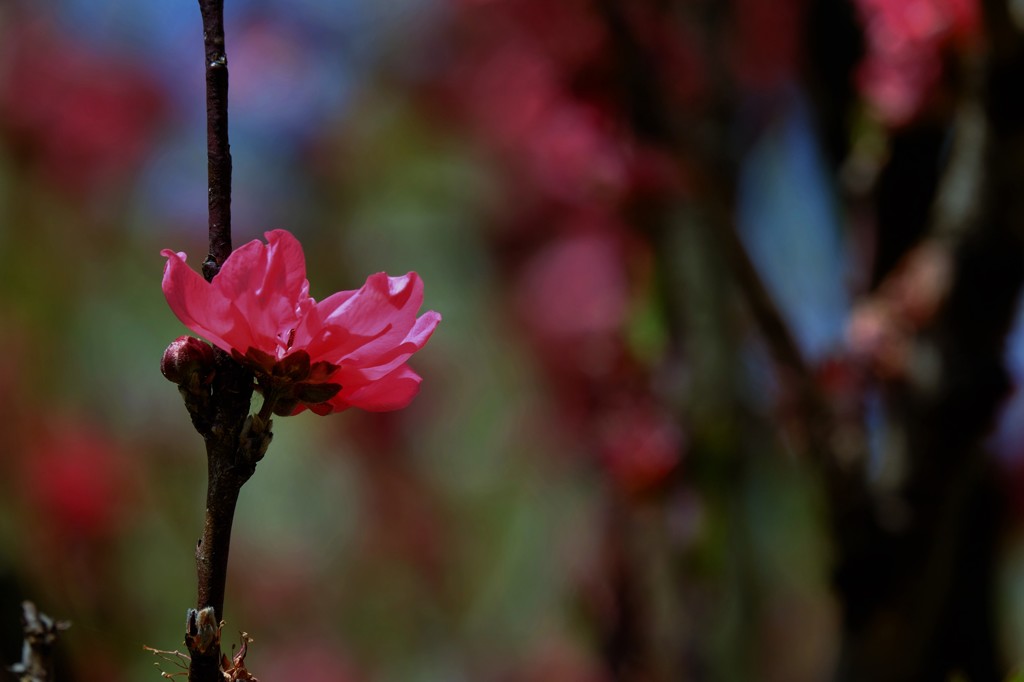 枝花