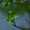 木漏れ日
