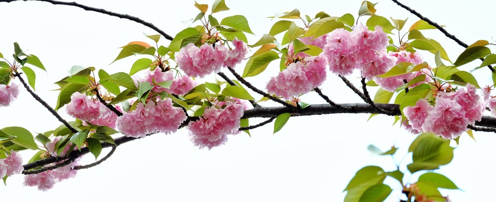’１８桜
