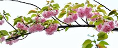 ’１８桜