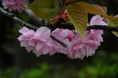 八重桜