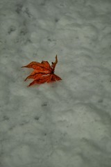 雪に死す