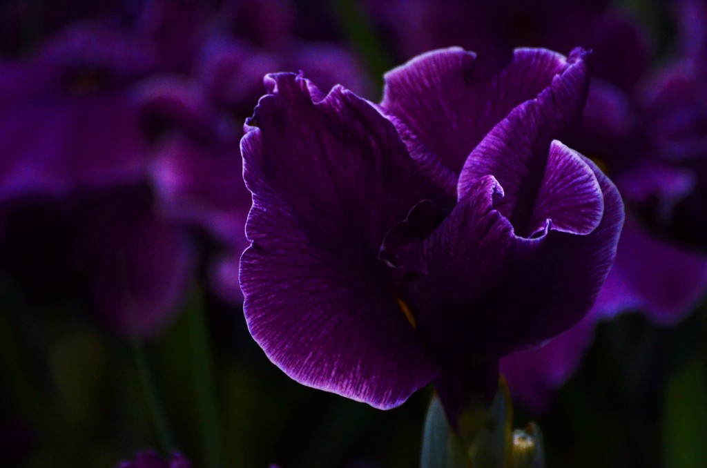 フレンチカンカン