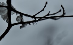 枝の露