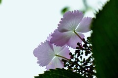涼やか
