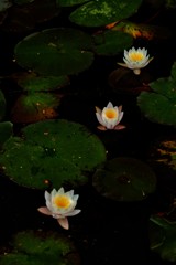 リズム