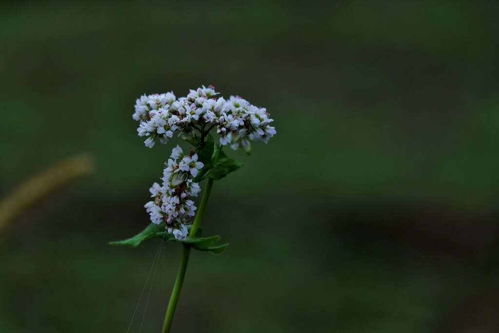 野の花