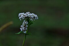 野の花
