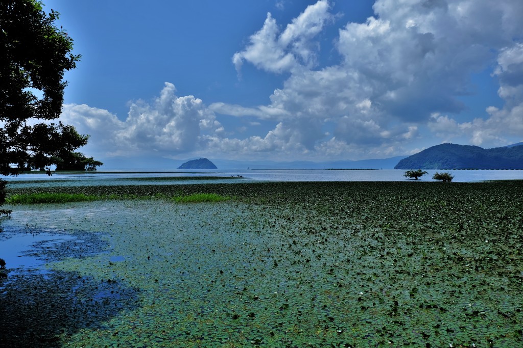 湖夏