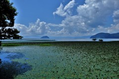 湖夏