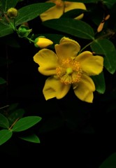 笑窪の花