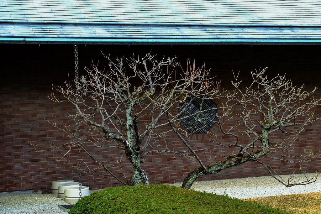 美術館の樹