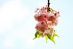’１８桜