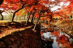 紅葉の川