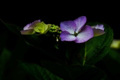 ひと花