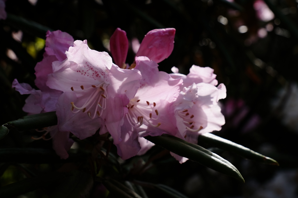 花束 by 雲好き爺さん （ID：13597674） - 写真共有サイト:PHOTOHITO