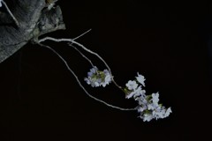 夜桜