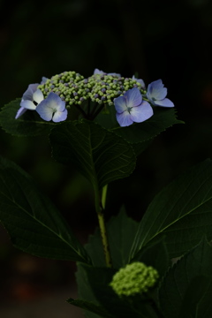 紫陽花