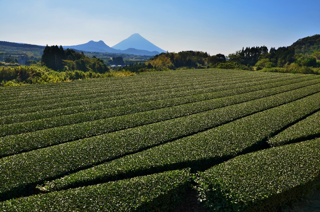 茶園