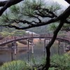 枝