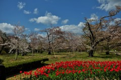 春から春へ