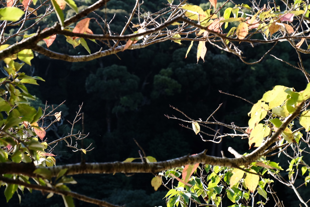 窓