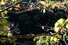 窓