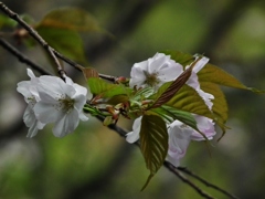 山桜