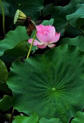 如雨露と菊紋
