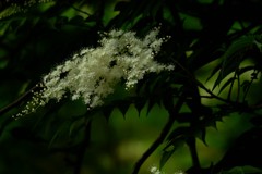 秘森